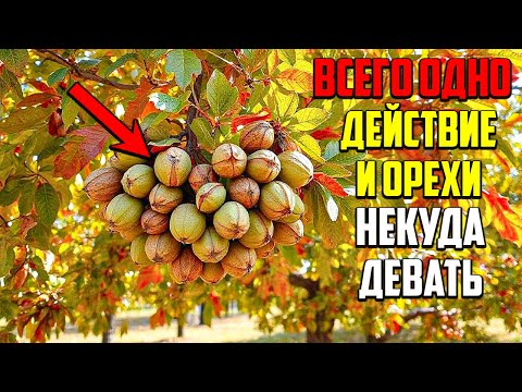 Видео: Подкормите Орех ЭТИМ Осенью, И Будете Собирать Урожай Ведрами!