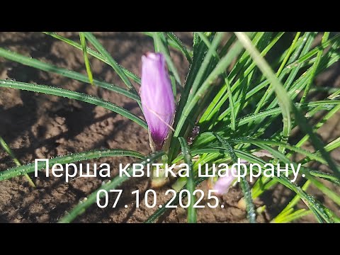 Видео: Перша квітка шафрану.07.10.2025.