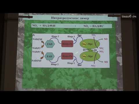 Видео: Константинова С.В. - Физиология и биохимия растений - 11. Минеральное питание растений