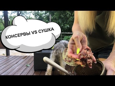 Видео: КОНСЕРВЫ ДЛЯ СОБАК И КОТОВ.  ПРАВИЛЬНЫЙ БАЛАНС КОНСЕРВОВ И СУШКИ В РАЦИОНЕ. NUEVO ROYAL CANIN MONGE