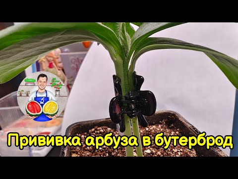 Видео: Прививаем арбуз на два корня лагенарии в бутерброд. Сегодняшнее продолжение видео о прививке.