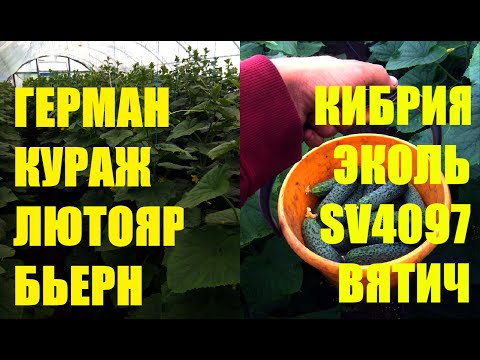 Видео: Обзор огурцов. Какой сорт лучше? Цены, сбыт, обработки, уход.