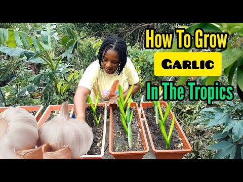 Видео: Как выращивать чеснок в тропических странах || Изучаем яровизацию (ПОВТОРЕНИЕ в связи с ураганом ...