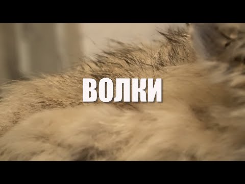 Видео: О волках в городах