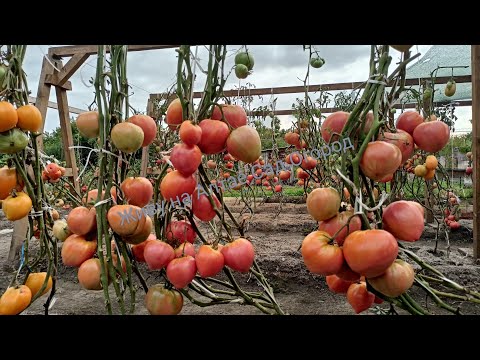 Видео: Коллекционные Томаты, Перцы, Арбузы на 17 августа в открытом грунте