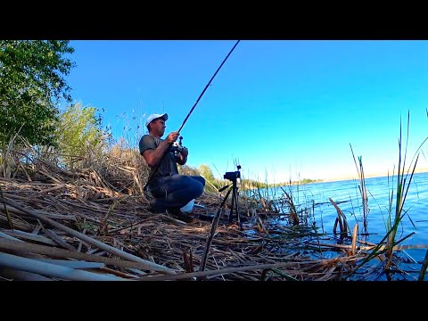 Видео: ЛОВЛЯ КАРАСЯ И САЗАНА НА ПОПЛАВОК И ДОНКИ. РЫБАЛКА С НОЧЁВКОЙ НА РЕКЕ