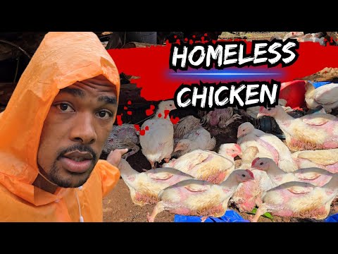 Видео: Ураган Мелисса оставил сотни кур без пристанища‼️