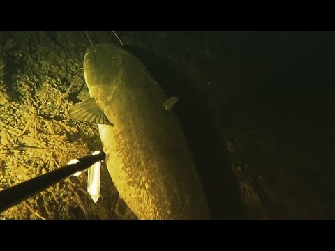Видео: подводная охота на сома с космическим прозраком. июнь 2021. маныч веселовское водохранилище.