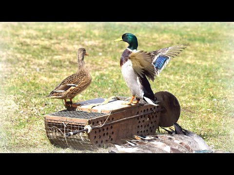 Видео: Классика русской охоты, так должен поохотится каждый охотник.