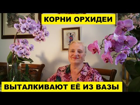 Видео: КОРНИ ОРХИДЕИ ВЫТАЛКИВАЮТ ЕЁ ИЗ ВАЗЫ