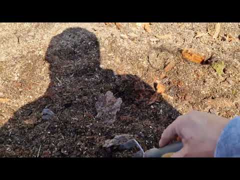 Видео: Как я делаю траншеи для голубики и какие удобрения использую ранней весной.