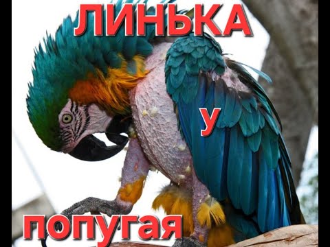 Видео: ЛИНЬКА у попугаев