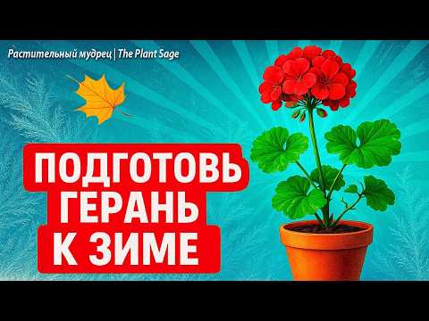 Видео: ПОДГОТОВКА ГЕРАНИ К ЗИМЕ 🌿 ГЛАВНЫЕ ПРАВИЛА, чтобы не погибла и зацвела весной!