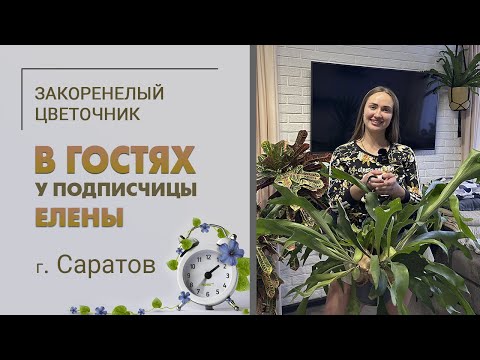 Видео: В гостях у Елены. Саратов. Папоротники, хлорофитумы, необычные кактусы и сансевиерии. Красивый дом.