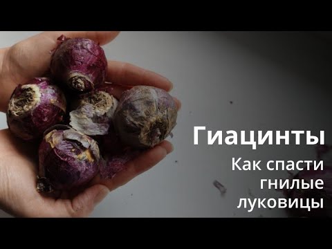 Видео: Спасаем луковицы гиацинтов