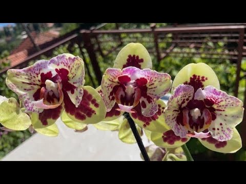 Видео: Орхидейное лето!