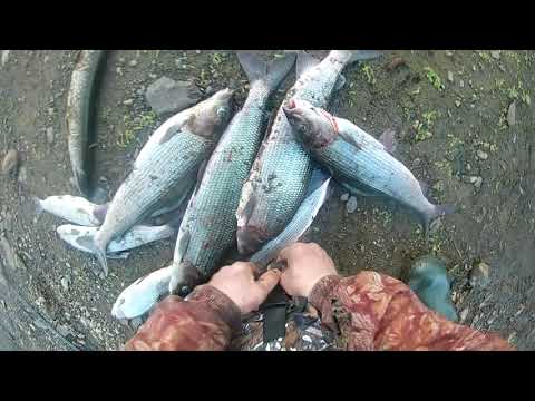 Видео: два дня рыбалки на Силовой.