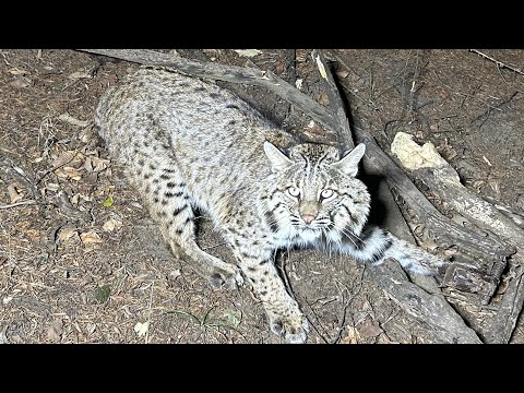 Видео: Ловушка для ловли, заброшенное ранчо, эпизод 7 (день двух кошек), сезон 3