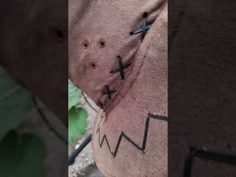 Видео: Присаждане на лоза "зелено на зелено".4.06.2022г