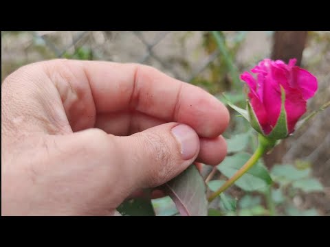 Видео: прививка розы // rose grafting
