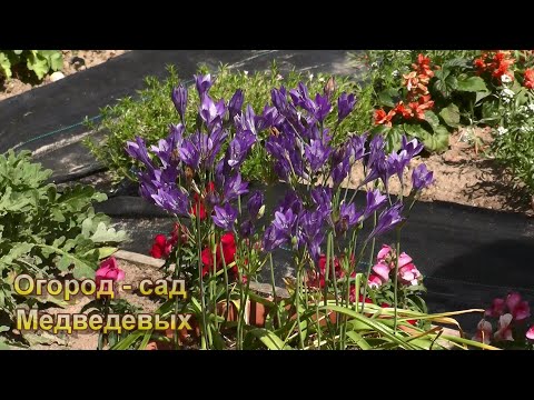 Видео: Трителея - от посадки до цветения.  Очаровательное и крайне редкое луковичное растение