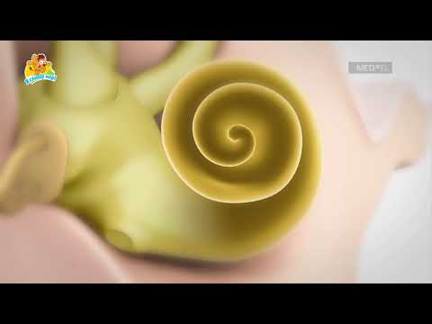 Видео: Как мы слышим?