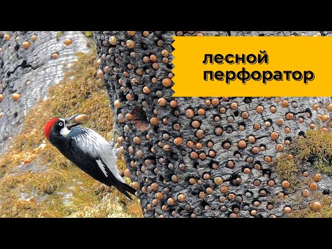 Видео: Дятел - мозгодробительные адаптации. Наталья Носова