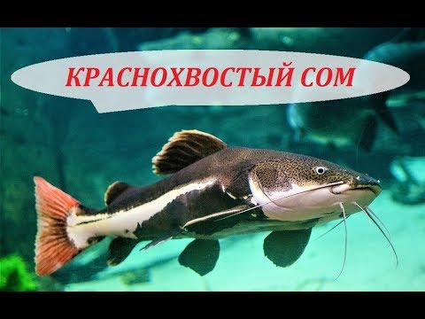 Видео: Краснохвостый Сом Фрактоцефалус. Содержание в аквариуме, кормление и совместимость