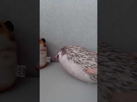 Видео: Кто убил лису 3 серия #блоптоп #приколы #роблокс 