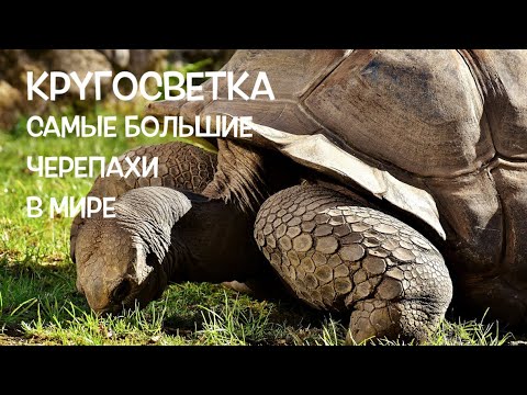 Видео: КРУГОСВЕТКА // ДЕНЬ 118 / КАК СЭКОНОМИТЬ НА ЭКСКУРСИИ К ЧЕРЕПАХАМ 235$ ГАЛАПАГОССКИЕ ОСТРОВА ЭКВАДОР