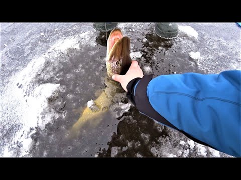 Видео: Дочекалися Кльову Щуки, Піймали Багато На Жерлиці. Ловимо на Балансири. Риболовля