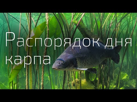 Видео: 3. Чем занимаются карпы в течение суток.