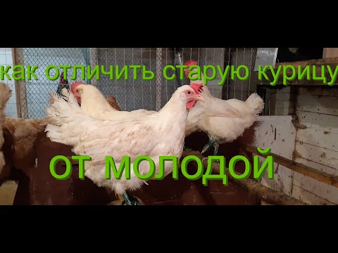 Видео: как отличить старую курицу от молодой