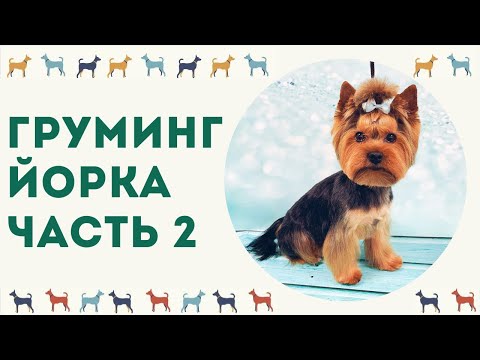 Видео: ГРУМИНГ ЙОРКА. Часть2