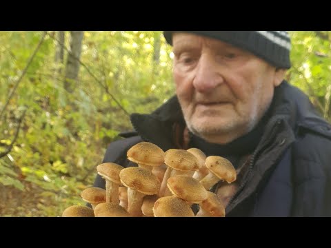 Видео: ТИХАЯ ОХОТА. ЖАРЕНЫЕ ОПЯТА. РЕЦЕПТЫ СЮФ #рецепт #лесныегрибы #тихаяохота #еда #вкусно #кубань #лес