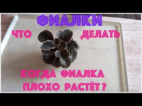 Видео: ФИАЛКИ. Что делать, когда фиалка плохо растёт?