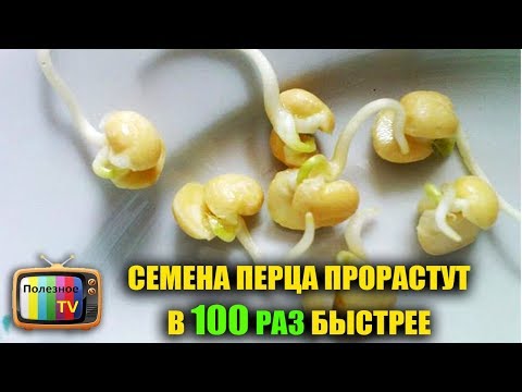 Видео: СЕМЕНА ПЕРЦА ПРОРАСТУТ В 100 РАЗ БЫСТРЕЕ ПРИ ТАКОМ ПРОРАЩИВАНИИ