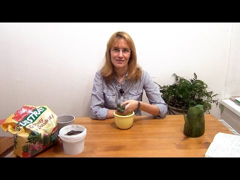 Видео: Крассула (толстянка). Посадка и уход.