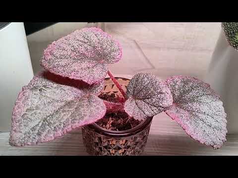 Видео: Бегонии🪴 2 серия! Красоты много не бывает 🌱🌱🌱😉