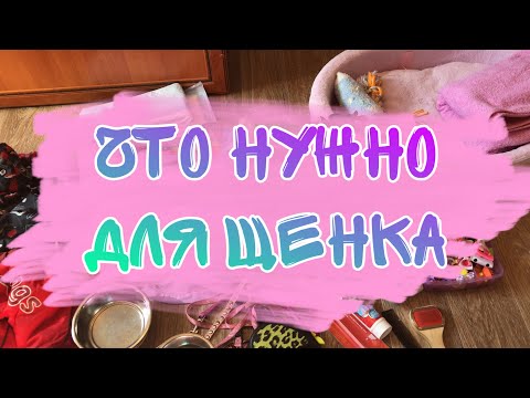 Видео: ЧТО НУЖНО ДЛЯ ПОЯВЛЕНИЯ ЩЕНКА В ДОМЕ