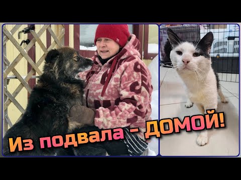 Видео: ИЗ ПОДВАЛОВ СМОЛЕНСКА С ТРАВМОЙ ЛАПЫ В СИБИРСКИЕ ДОМАШНИЕ ОБЪЯТИЯ !❤️