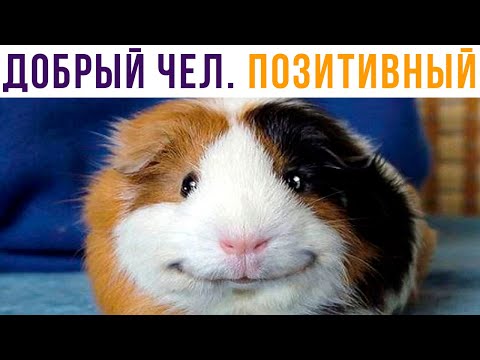 Видео: ДОБРЫЙ ЧЕЛ. ПОЗИТИВНЫЙ))) Приколы | Мемозг #570
