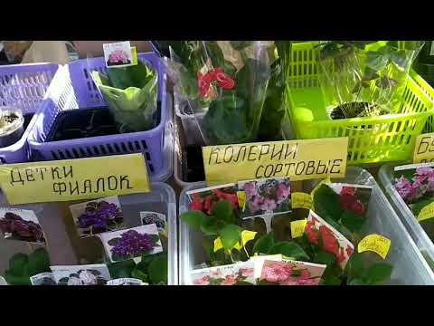 Видео: Феерия цветов - ярмарка -выставка в парке В.Черевичкина г.Ростов-на-Дону