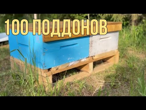 Видео: Поддоны на два улья, для промышленной пасеки