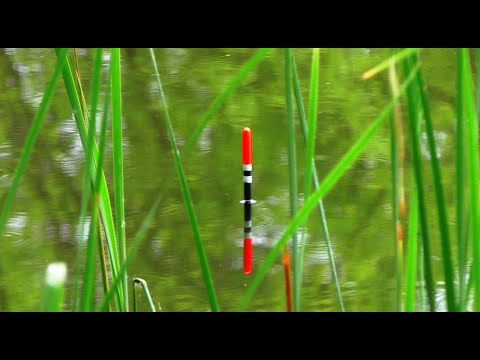 Видео: ВІДРО КАРАСІВ в РАЙСЬКОМУ КУТОЧКУ🎣 РИБАЛКА на ПОПЛАВОК!🐟