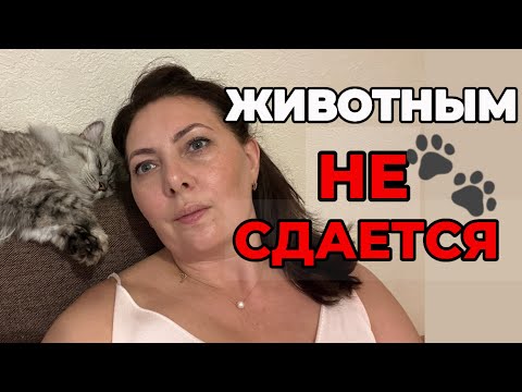 Видео: Снять квартиру в Санкт-Петербурге/ мой опыт аренды квартиры с кошкой  в 2025/ 