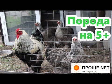 Видео: Куры Брама тёмная🐔 Почему никогда не откажусь от этой породы. 5 лучших качеств!