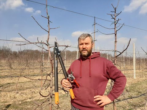 Видео: Обрізка сорту Лігол на підщепі  М-9