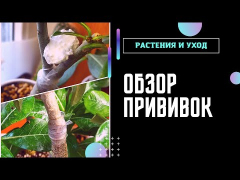 Видео: ОБЗОР прививок адениумов Я ВЕРНУЛАСЬ))) #адениум #adenium