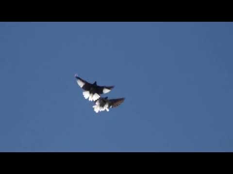 Видео: Рябий прилетів на другий день